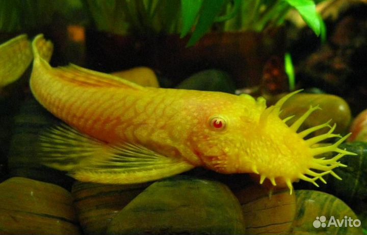 Подростки анцистуса золотого