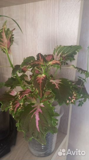 Продам комнатные цветы
