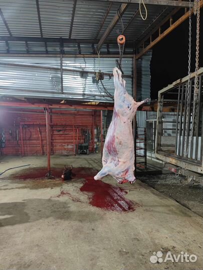 Мясо говядина халяль