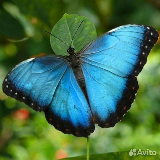 Куколки тропических бабочек