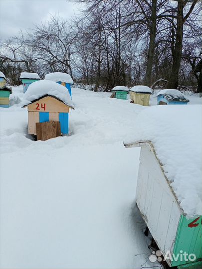 Продам домики с пчёлами