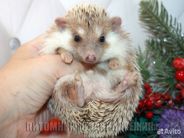 Продаются ручные африканские ежики. Доставка