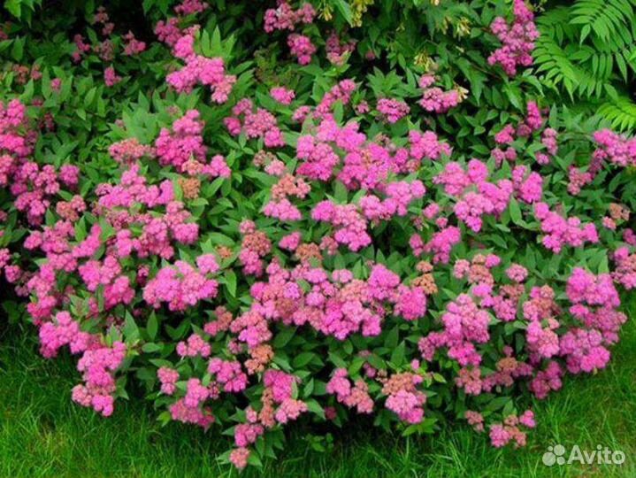 Спирея Бумальда Антони Ватерер