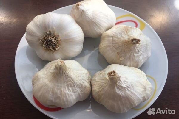 Чеснок семяной Мессидор