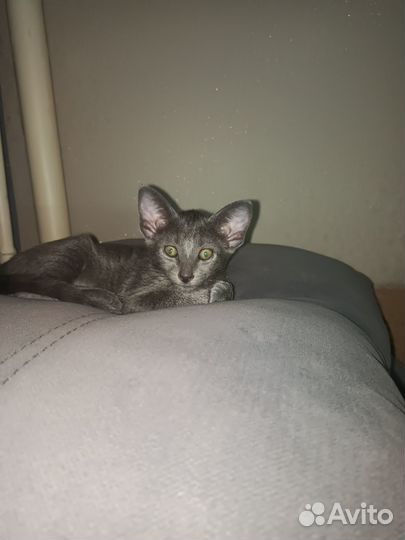 Орики Остались две девочки