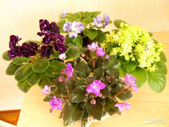 Мини фиалки взрослые цветущие