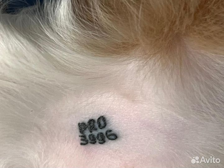 Клеймо/клеймение. Документы ркф/выдача и обмен