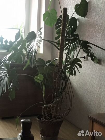 Монстера большая. Лиана