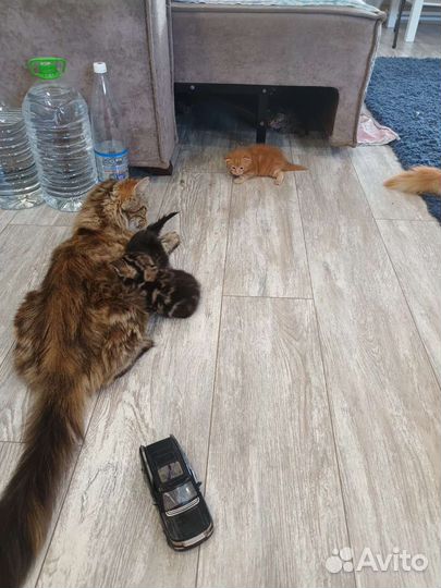 Котята мейн-кун