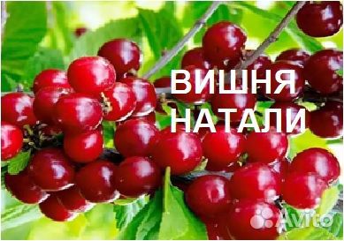 Саженцы вишни