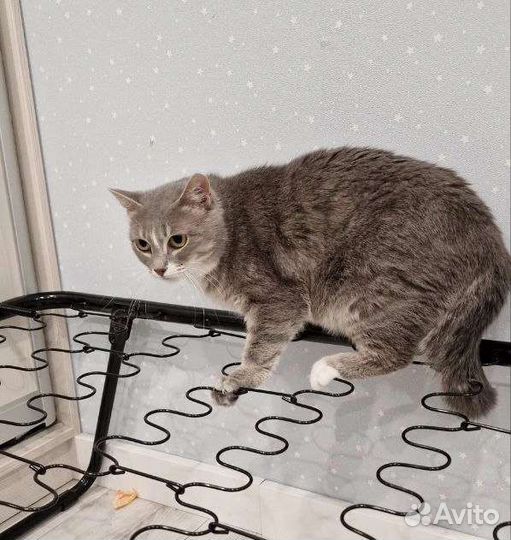 Очень тихая кошка