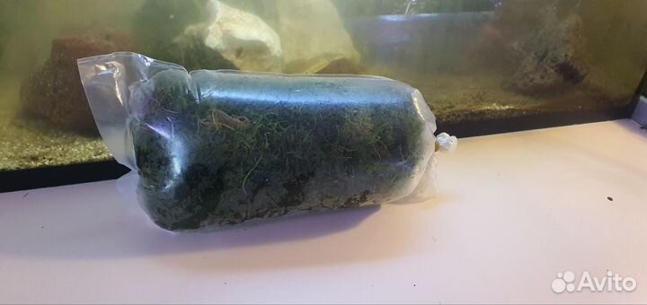 Мох для аквариума