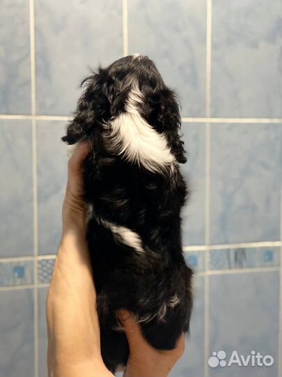 Кавалер кинг чарльз спаниель