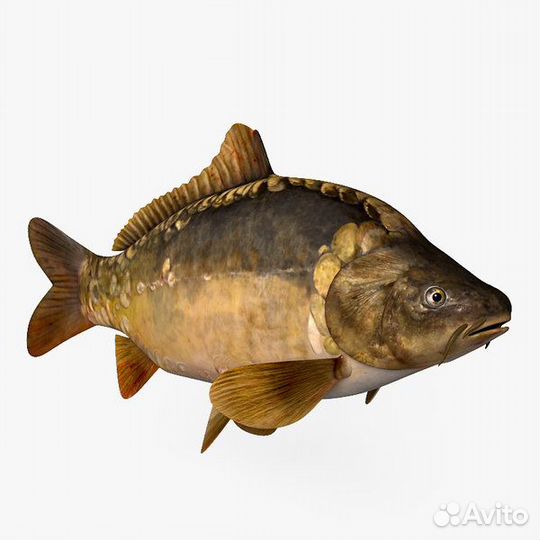 Карп живой оптом