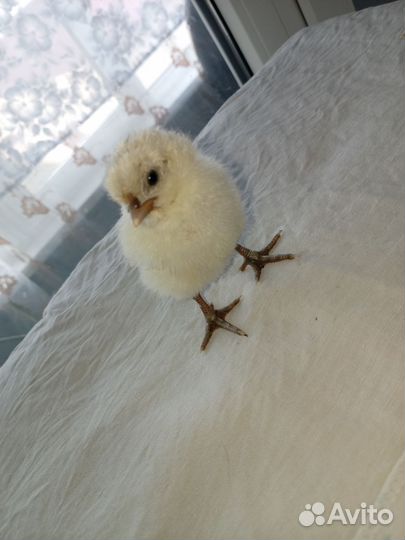 Цыплята суточные
