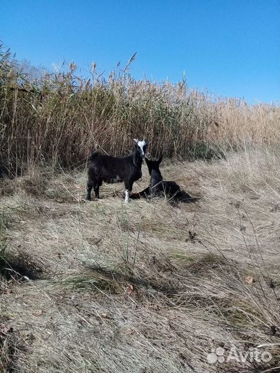 Продаю две козы взрослые и козлик. Торг имеется