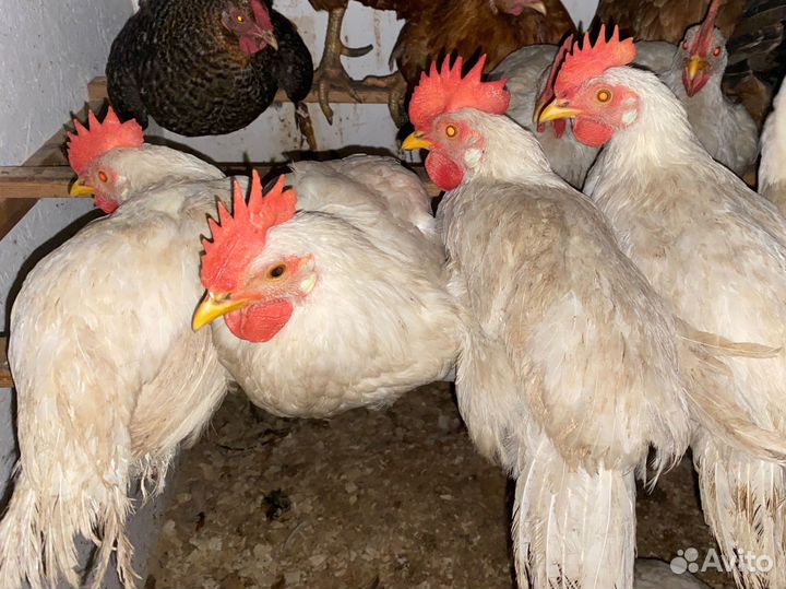 Петух 4 мес
