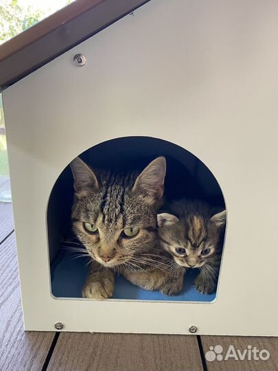 Котята в добрые руки даром