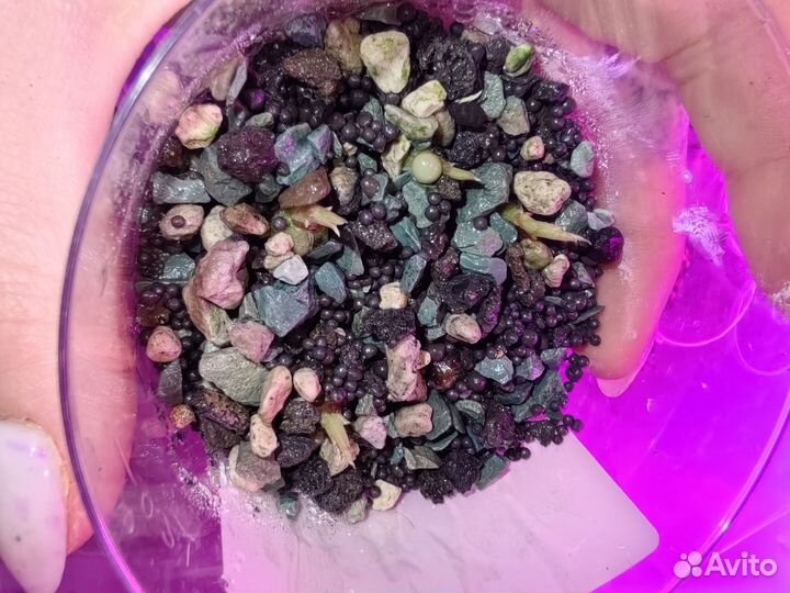 Алоказия pride of corup клубни