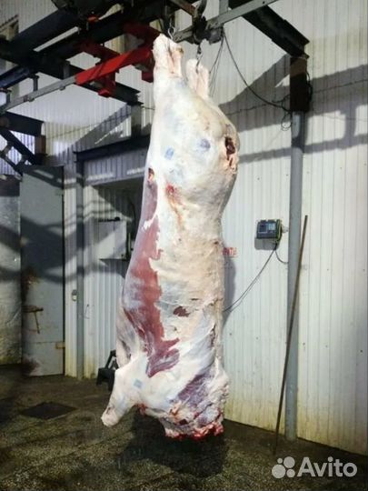 Мясо говядина домашняя