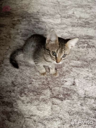 Кошка в дар