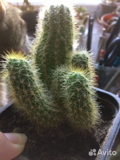 Кактусы и суккуленты