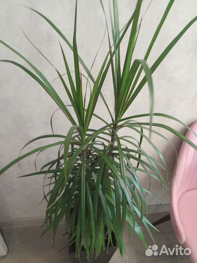 Пальма драцена Маргината