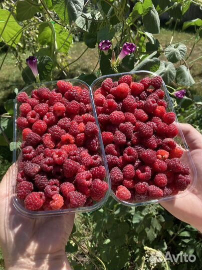 Малина сбор