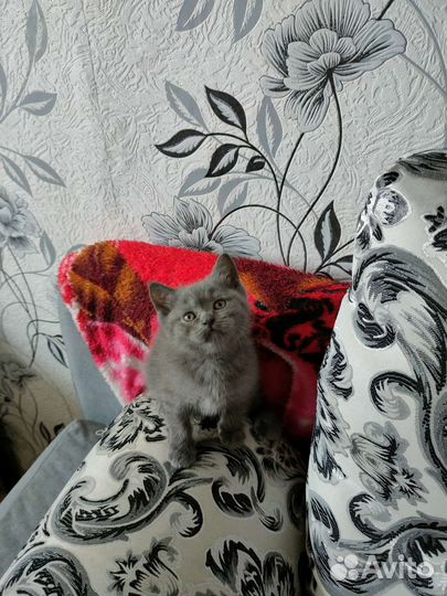 Шотландские котята