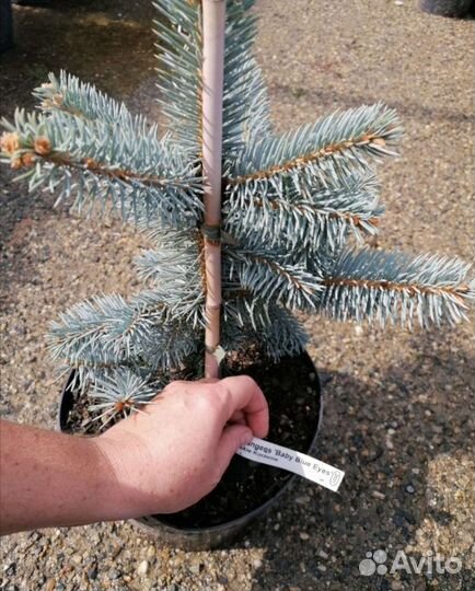 Ель Baby Blue Eyes(бейби блю айз) в с5л