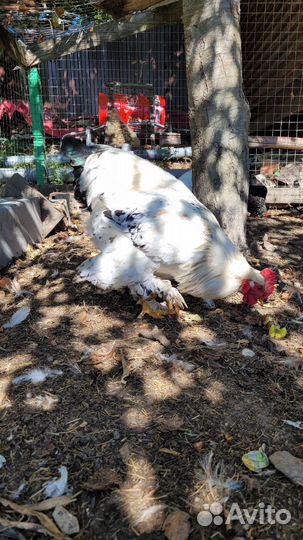 Куры петухи