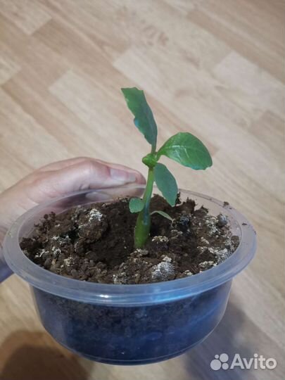 Суккулент Дорстения Хильдебрандта