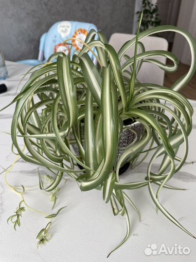 Хлорофиптум