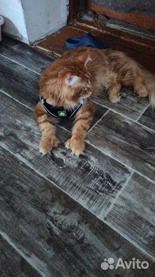 Мейн-кун вязка