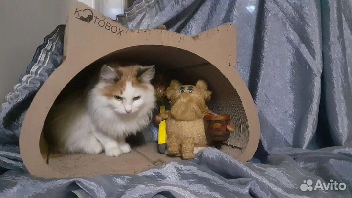 Кошки и кот