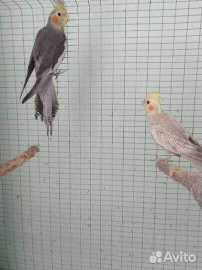 Попугаи корелла