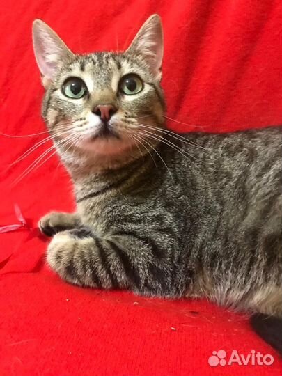 Кошка