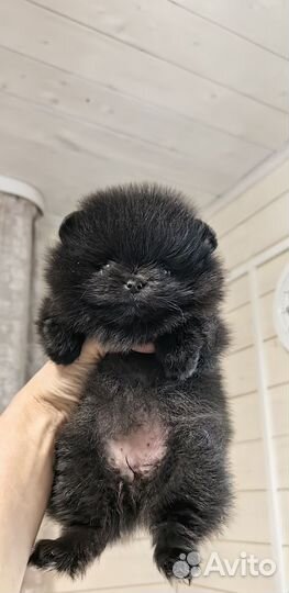 Померанский шпиц