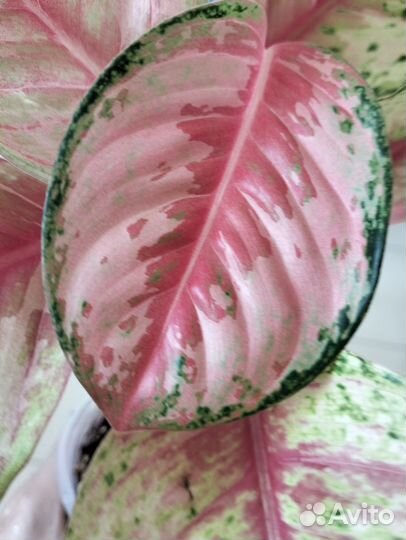 Аглаонема 10 Karat