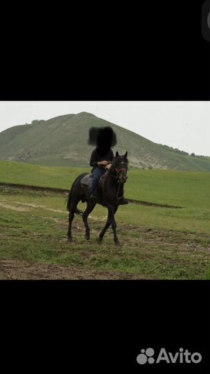 Жеребец иноходец