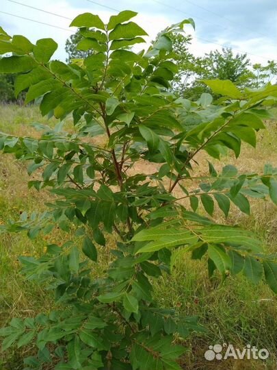 Маньчжурский орех