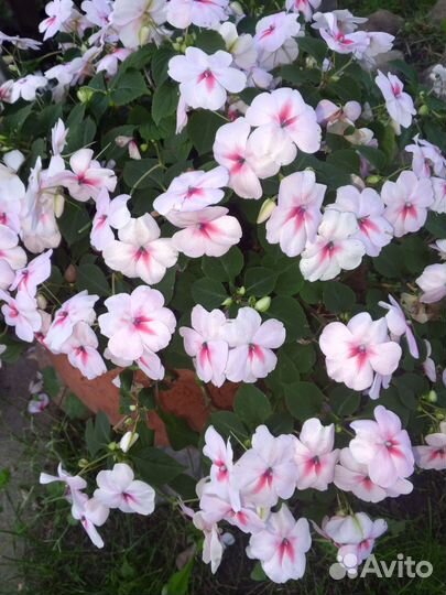 Бальзамин 3-х сортов, бегония