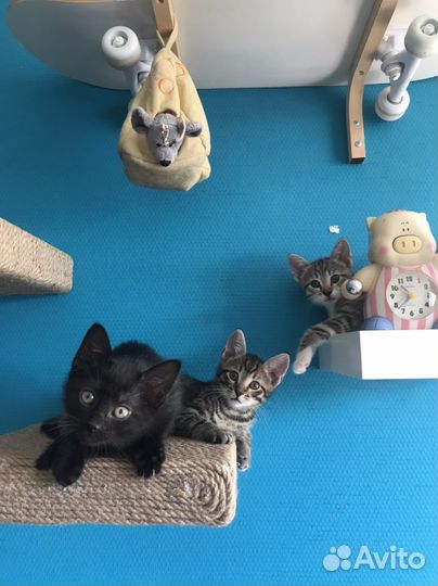 Котята