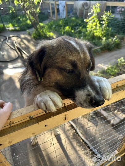 Красивый пес для дома и семьи