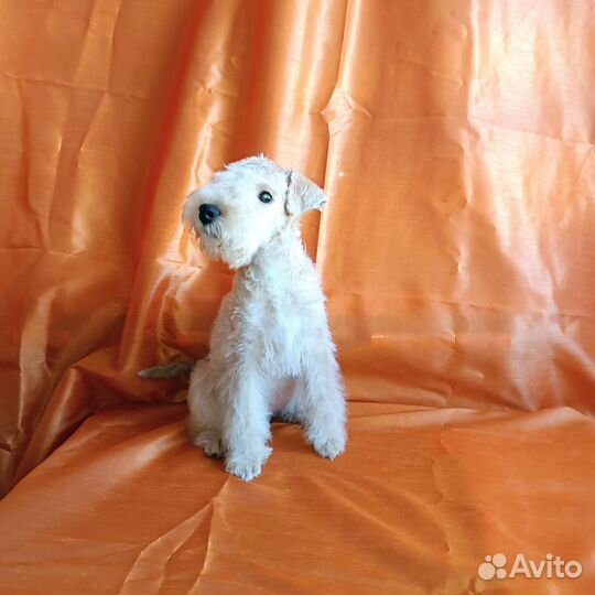 Лейкленд терьер(мини эрдельтерьер )