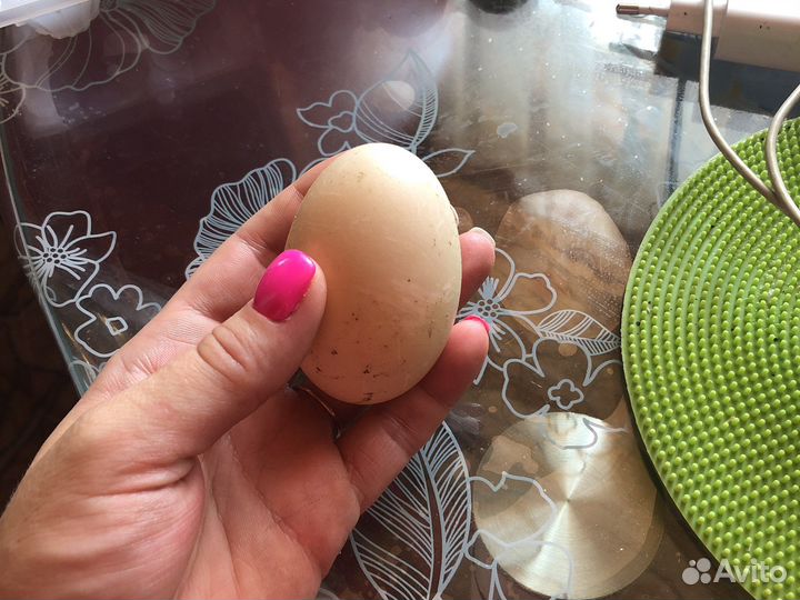 Утиные яйца