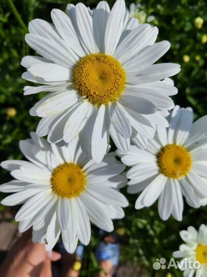 Букет ромашек