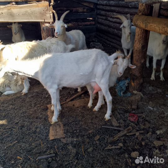 Зааненская дойная коза