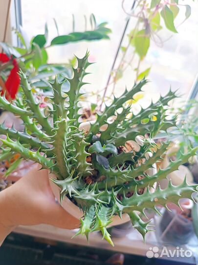 Суккуленты, стапелии