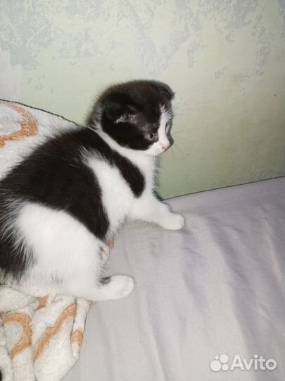 Вислоухие котята